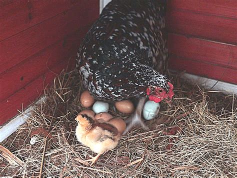 Vintage story broody hen  It can lead to crushed eggs and the